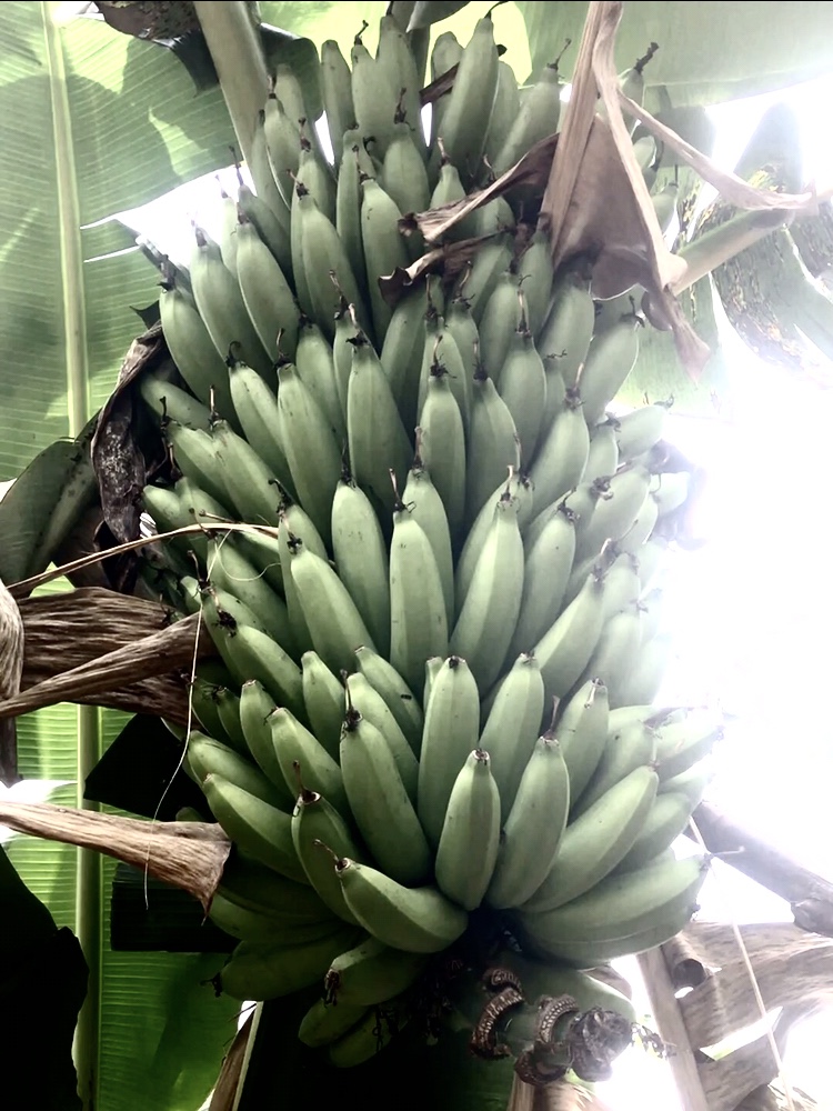 Matooke Bananas